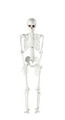 Skeletfigur 90 cm